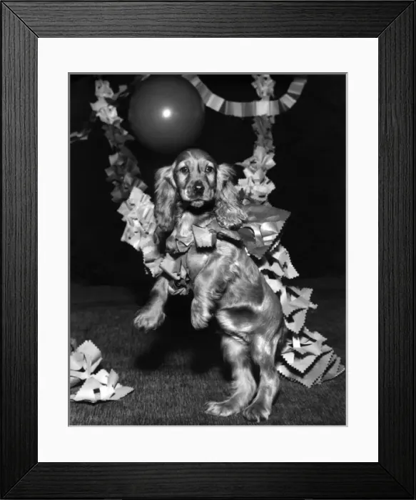 Framed Print : Susi - with Christmas garlands Framed Print : Susi - with Christmas garlands