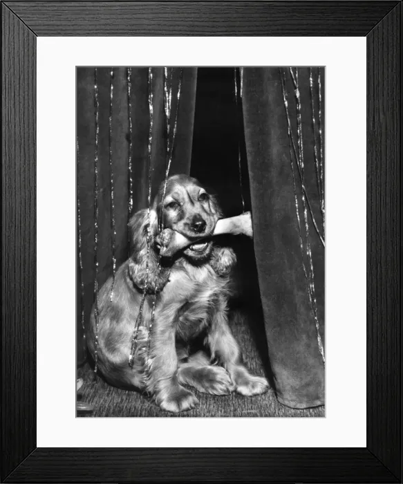 Framed Print : Susi - with a bone in her mouth Framed Print : Susi - with a bone in her mouth