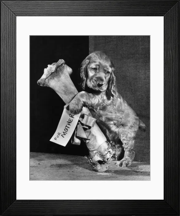 Framed Print : Susi - with large bone, For Mother Framed Print : Susi - with large bone, For Mother