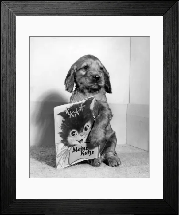 Framed Print : Susi - with greetings card Framed Print : Susi - with greetings card