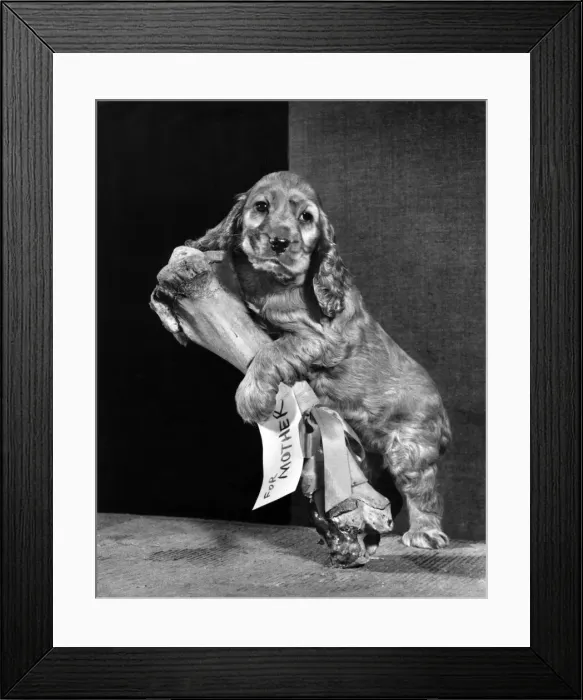 Framed Print : Susi - with large bone, For Mother Framed Print : Susi - with large bone, For Mother