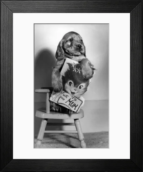 Framed Print : Susi - with greetings card Framed Print : Susi - with greetings card