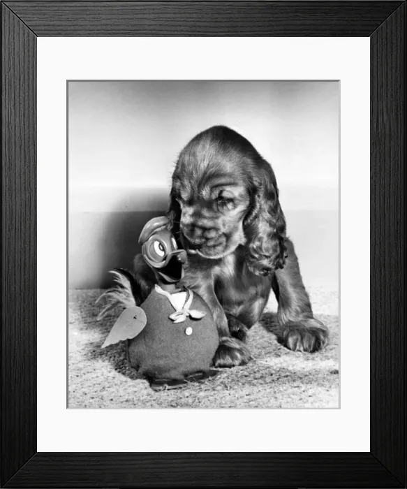 Framed Print : Susi - with Donald Duck toy Framed Print : Susi - with Donald Duck toy