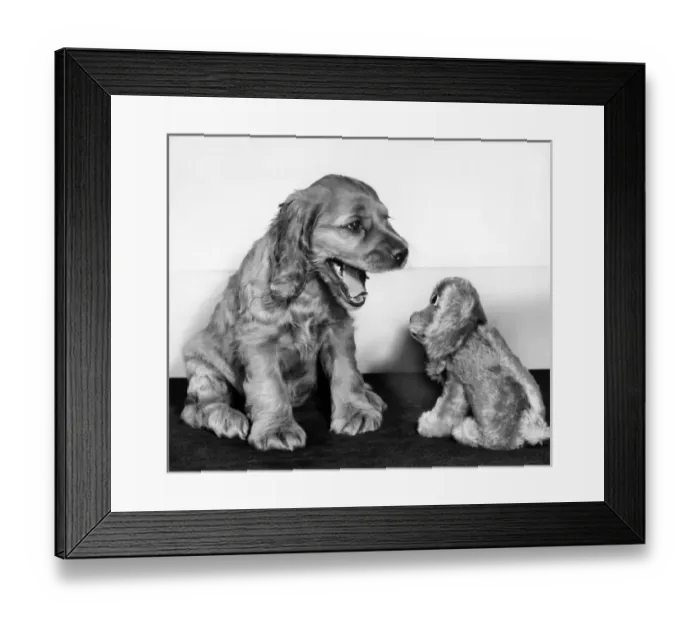 Framed Print : Susi - with toy spaniel Framed Print : Susi - with toy spaniel