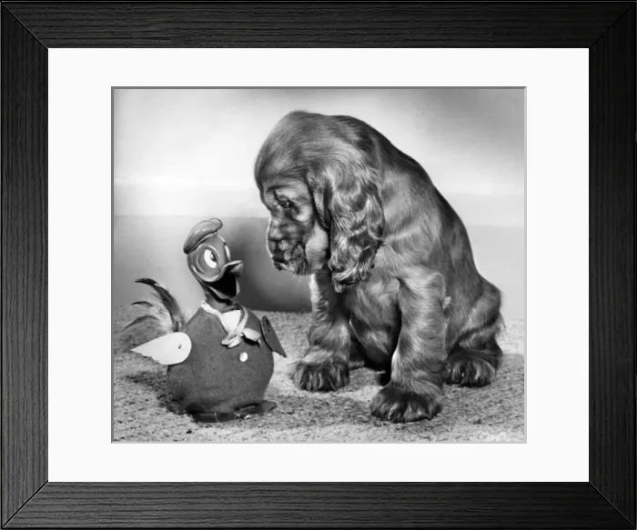 Framed Print : Susi - with Donald Duck toy Framed Print : Susi - with Donald Duck toy