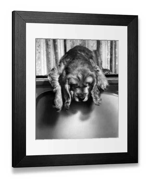 Framed Print : Susi - on top of the television Framed Print : Susi - on top of the television