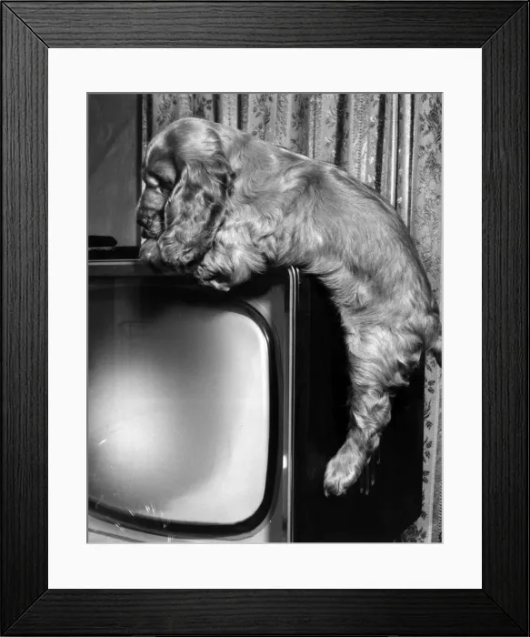 Framed Print : Susi - on top of the television Framed Print : Susi - on top of the television
