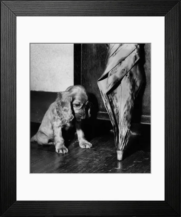 Framed Print : Susi - home after a walk in the rain Framed Print : Susi - home after a walk in the rain