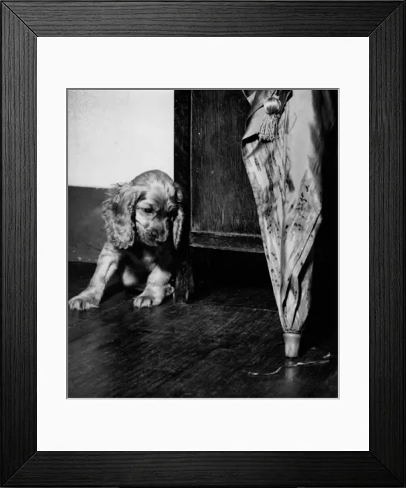 Framed Print : Susi - home after a walk in the rain Framed Print : Susi - home after a walk in the rain