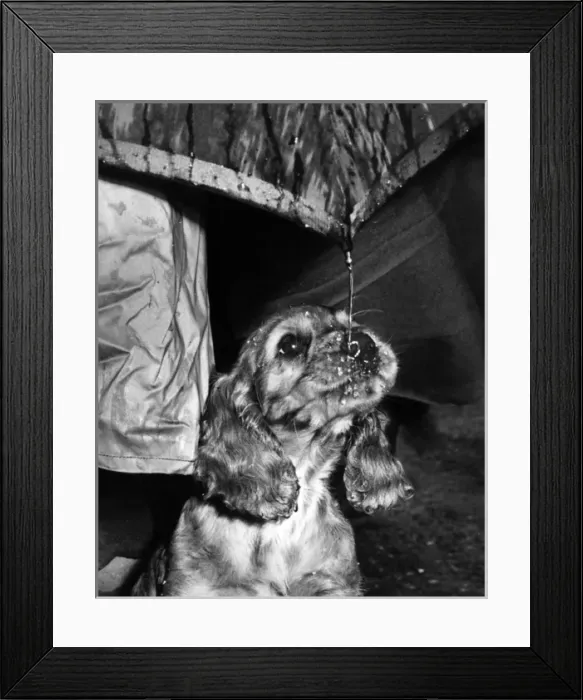 Framed Print : Susi - walking in the rain under umbrella Framed Print : Susi - walking in the rain under umbrella