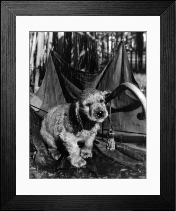 Framed Print : Susi - with an umbrella in the rain Framed Print : Susi - with an umbrella in the rain