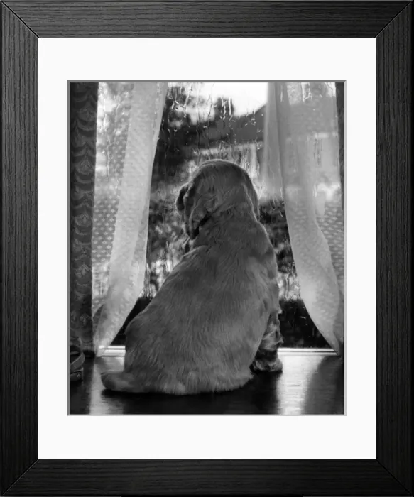 Framed Print : Susi - looking through a window Framed Print : Susi - looking through a window