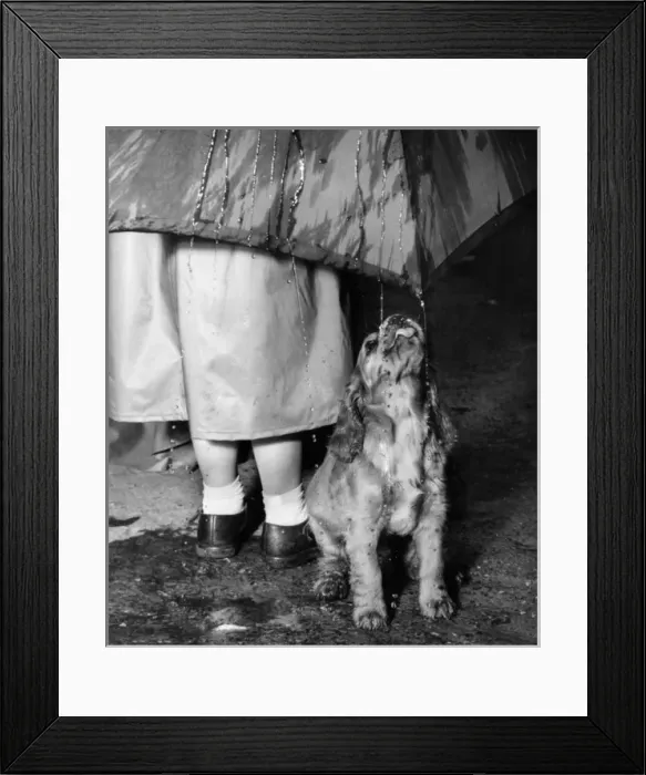 Framed Print : Susi - walking in the rain Framed Print : Susi - walking in the rain