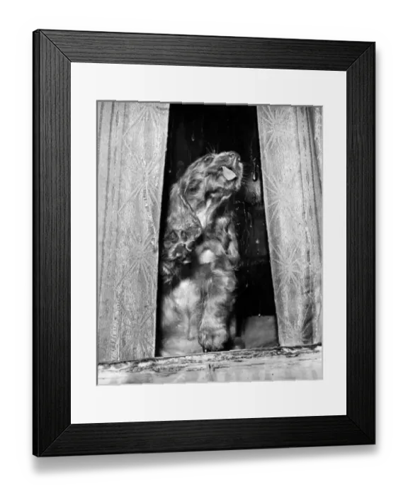 Framed Print : Susi - licking a window Framed Print : Susi - licking a window