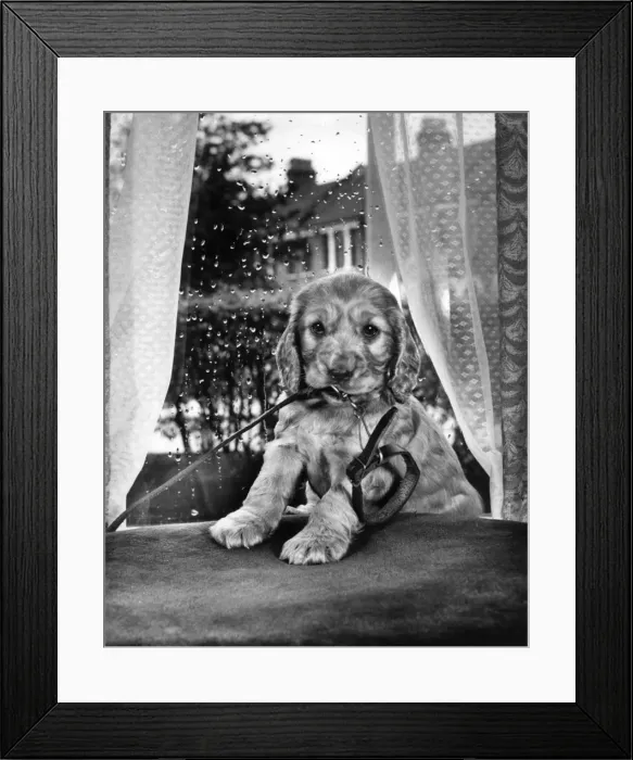Framed Print : Susi - sitting by the window Framed Print : Susi - sitting by the window