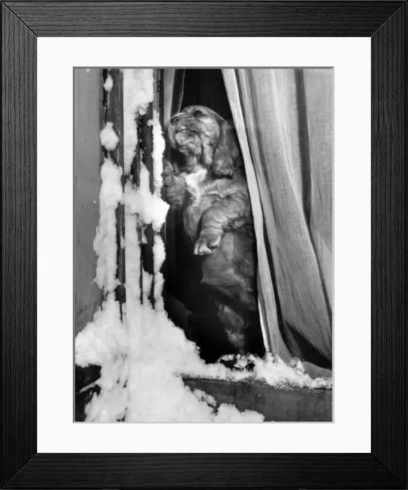 Framed Print : Susi - in a window on a snowy day Framed Print : Susi - in a window on a snowy day