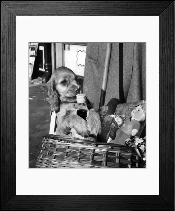 Framed Print : Susi - in shopping basket Framed Print : Susi - in shopping basket