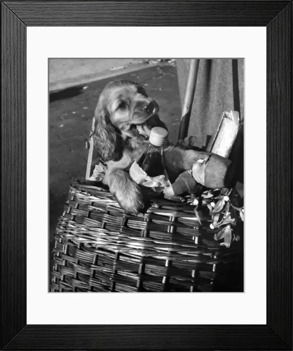 Framed Print : Susi - in shopping basket Framed Print : Susi - in shopping basket