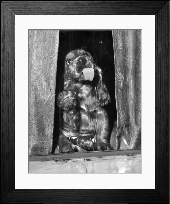 Framed Print : Susi - licking a window Framed Print : Susi - licking a window
