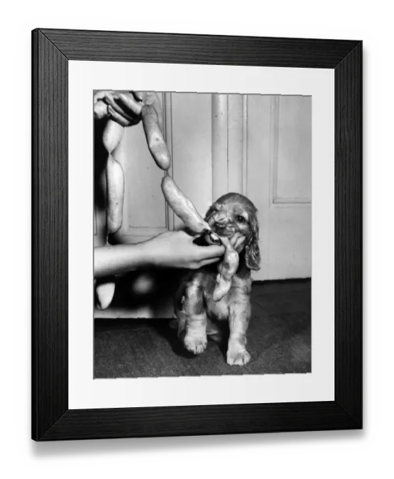 Framed Print : Susi - with string of sausages Framed Print : Susi - with string of sausages