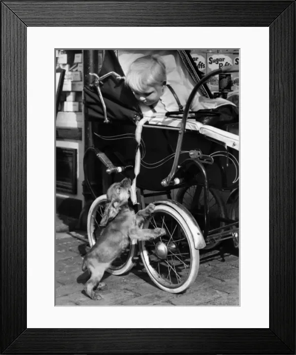 Framed Print : Susi - looking up at a baby in a pram Framed Print : Susi - looking up at a baby in a pram