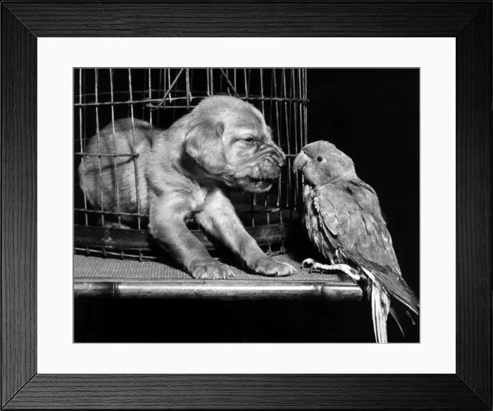 Framed Print : Susi - snarling at a parrot Framed Print : Susi - snarling at a parrot