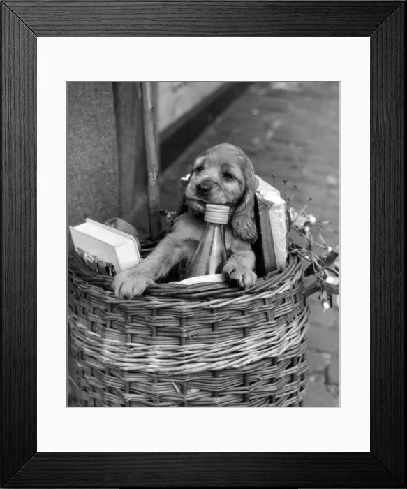 Framed Print : Susi - in shopping basket Framed Print : Susi - in shopping basket