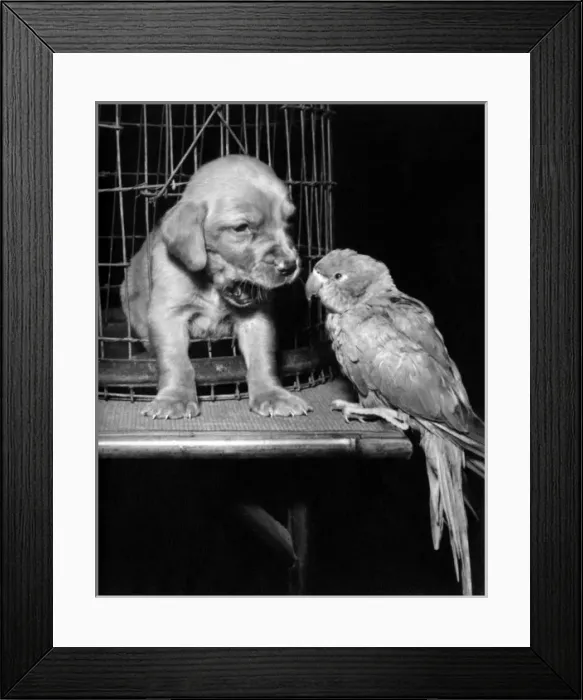 Framed Print : Susi - with parrot Framed Print : Susi - with parrot