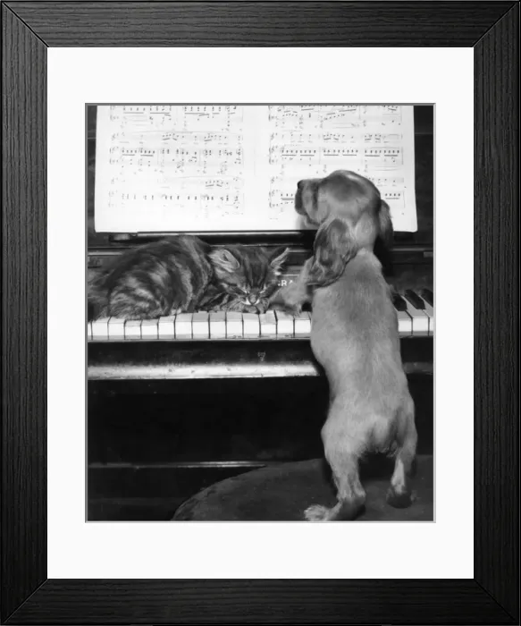 Framed Print : Susi - piano duet with kitten Framed Print : Susi - piano duet with kitten