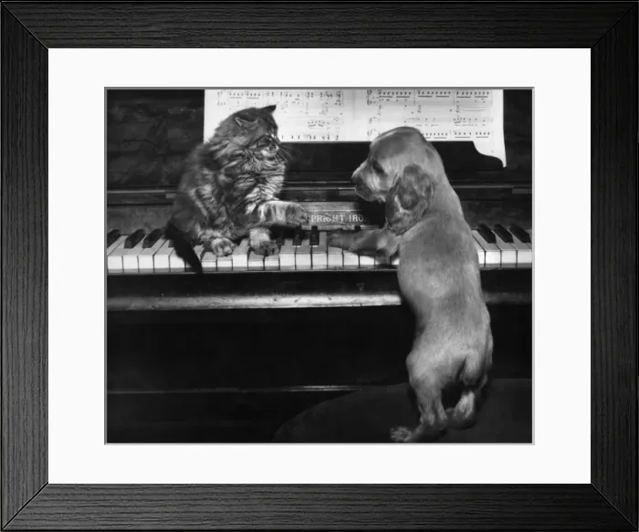 Framed Print : Susi - piano duet with kitten Framed Print : Susi - piano duet with kitten