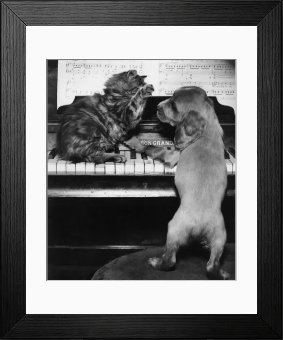 Framed Print : Susi - piano duet with kitten Framed Print : Susi - piano duet with kitten