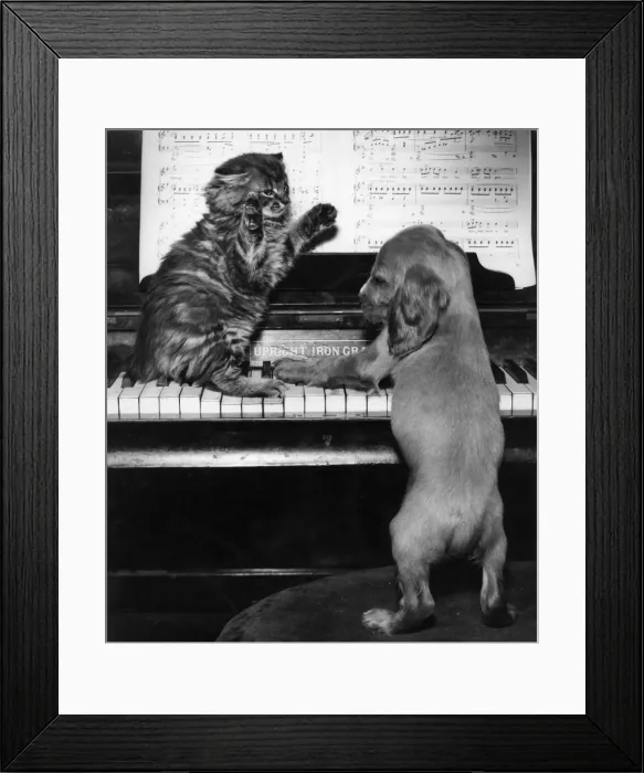 Framed Print : Susi - piano duet with kitten Framed Print : Susi - piano duet with kitten