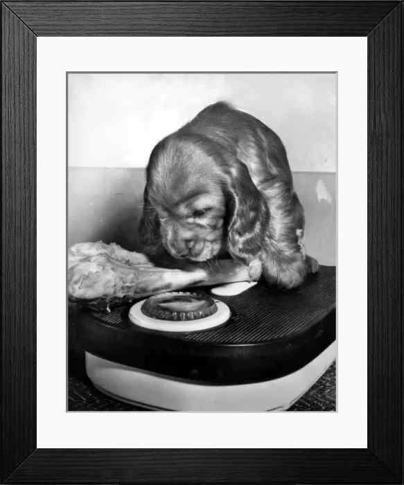 Framed Print : Susi - weighing a bone on scales Framed Print : Susi - weighing a bone on scales