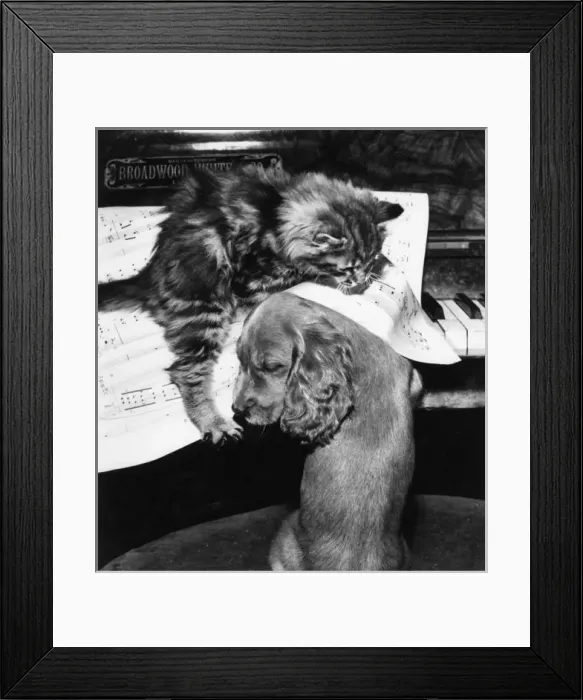 Framed Print : Susi - piano duet with kitten Framed Print : Susi - piano duet with kitten