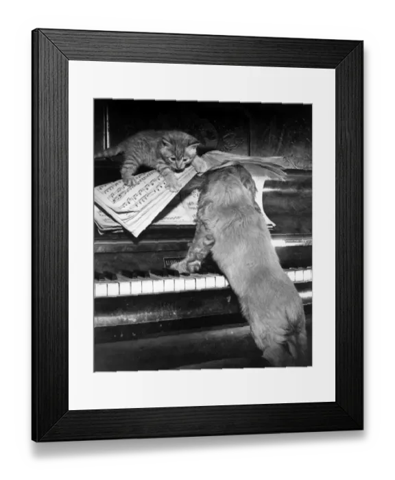 Framed Print : Susi - piano duet with kitten Framed Print : Susi - piano duet with kitten