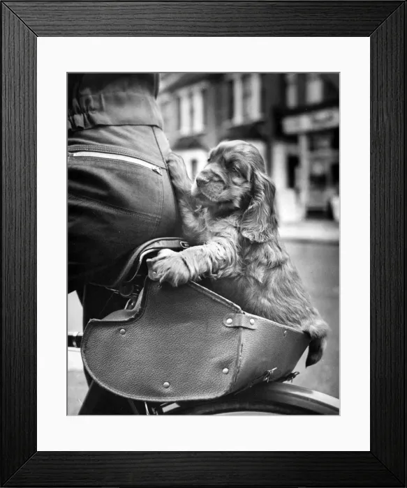 Framed Print : Susi - on the back of a bicycle Framed Print : Susi - on the back of a bicycle