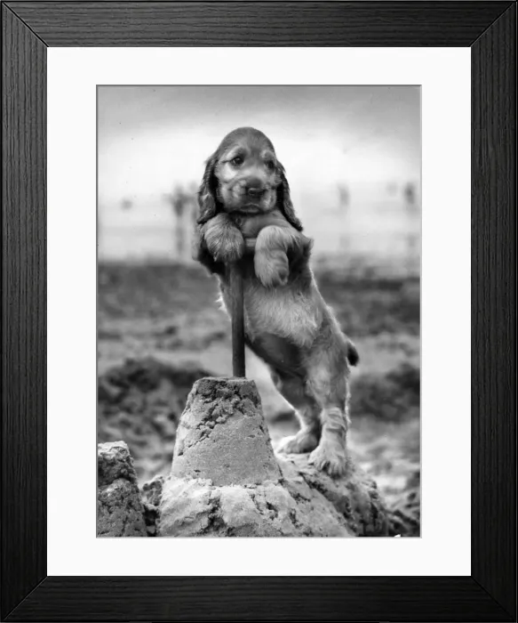 Framed Print : Susi - building a sandcastle Framed Print : Susi - building a sandcastle