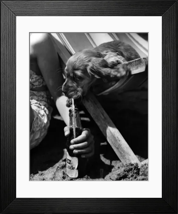 Framed Print : Susi - drinking through a straw