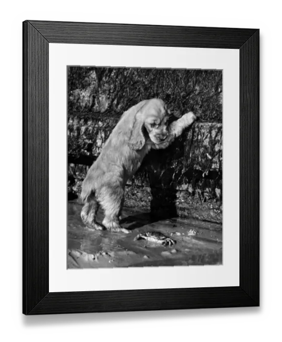 Framed Print : Susi - discovering a crab on the beach Framed Print : Susi - discovering a crab on the beach