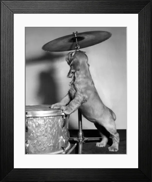 Framed Print : Susi - with drum and cymbal Framed Print : Susi - with drum and cymbal