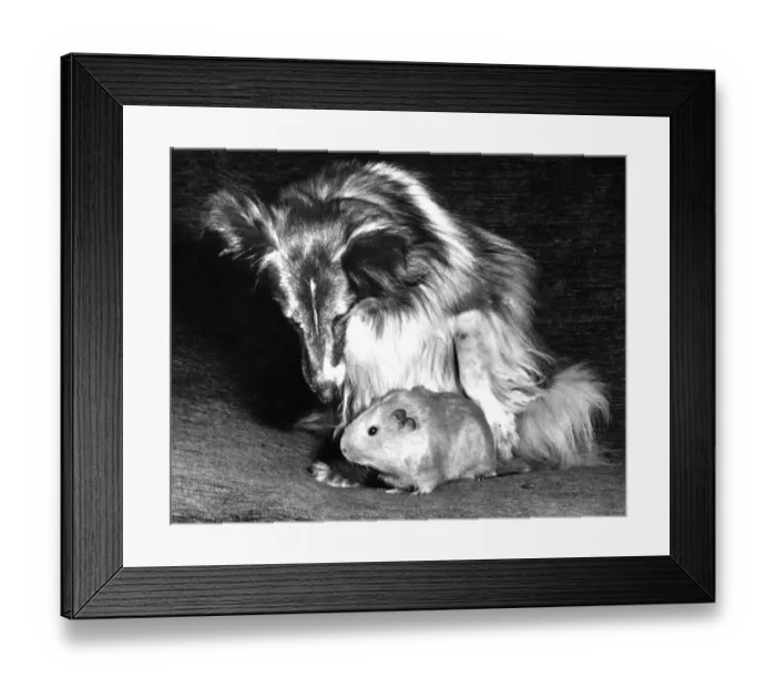 Framed Print : Shetland Collie and Guinea Pig Framed Print : Shetland Collie and Guinea Pig