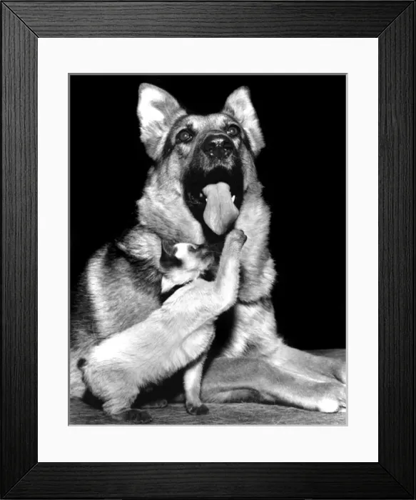 Framed Print : Alsatian dog and kitten Framed Print : Alsatian dog and kitten