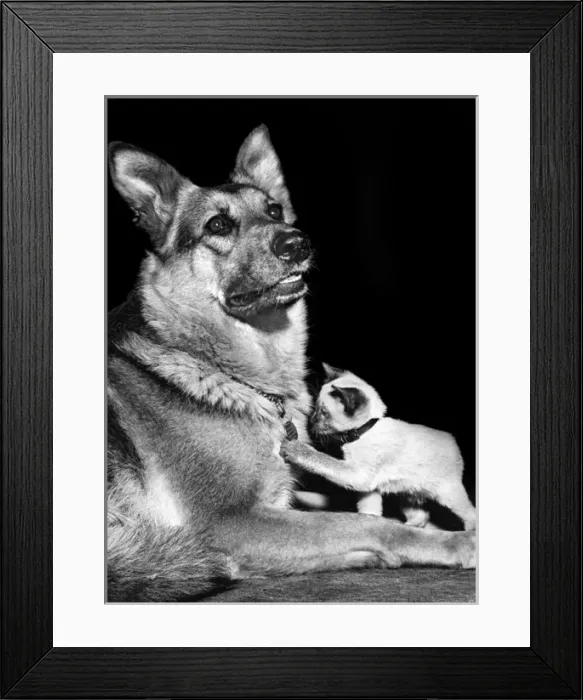Framed Print : Alsatian dog and kitten Framed Print : Alsatian dog and kitten