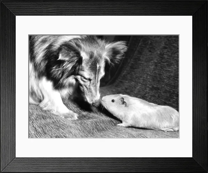 Framed Print : Shetland Collie and Guinea Pig Framed Print : Shetland Collie and Guinea Pig