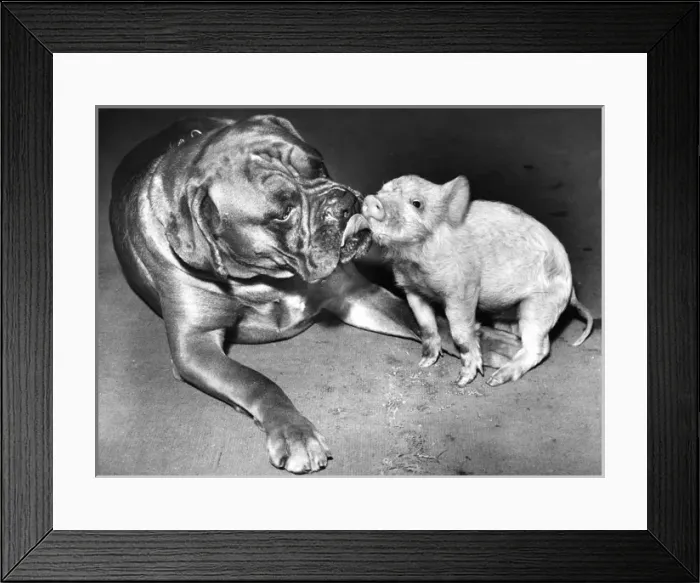 Framed Print : Boxer dog and Piglet