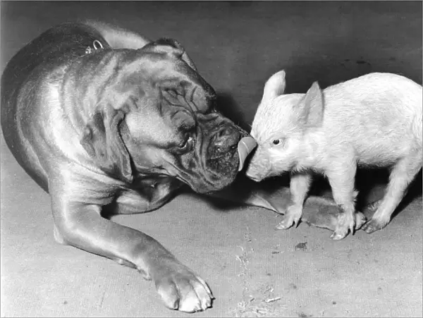 Boxer dog and Piglet