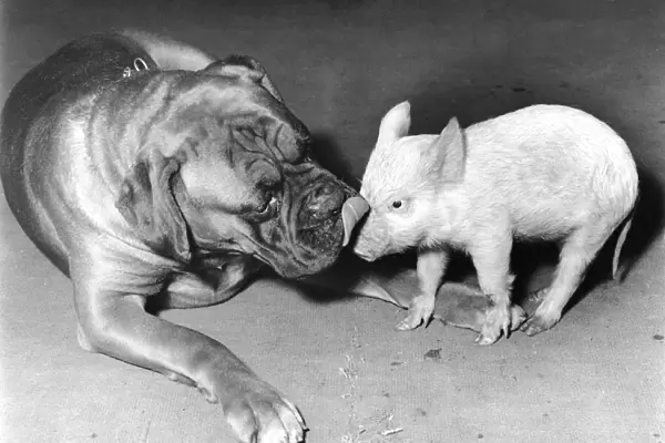 Boxer dog and Piglet