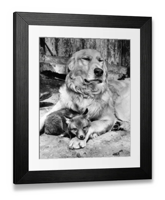 Framed Print : Golden Retriever and Fox cub Framed Print : Golden Retriever and Fox cub