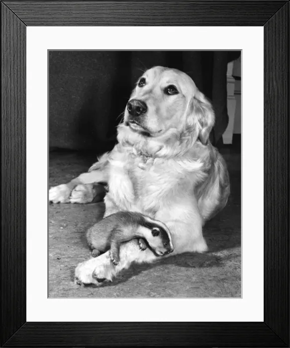 Framed Print : Golden Retriever and Badger Framed Print : Golden Retriever and Badger