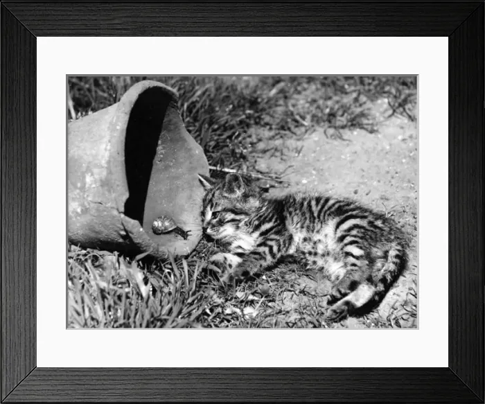 Framed Print : Kitten and Snail Framed Print : Kitten and Snail